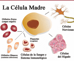 Celulas madre provenientes de

partogenesis para medicina regenerativa