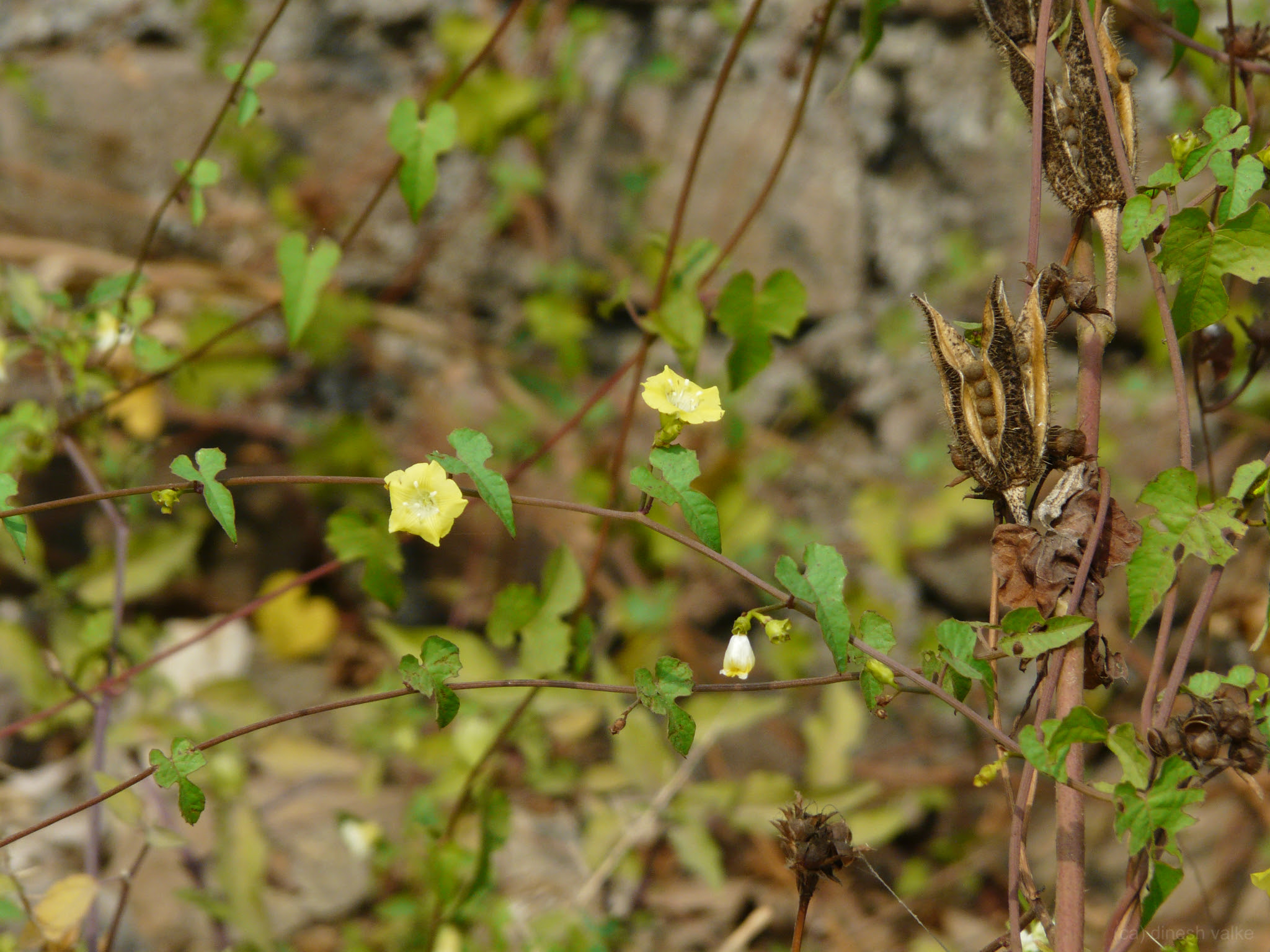 Merremia hederacea (Burm.f.) Hallier f.