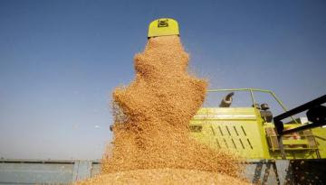 Cosecha récord de trigo y elevadas existencias ayudarán a la India a satisfacer la demanda mundial