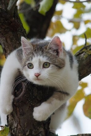 Cat-up-a-tree
