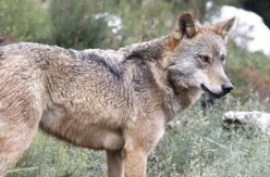 Licencia para matar: el último lobo de Álava tiene los días contados