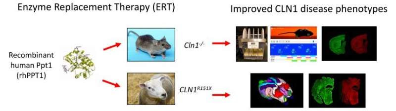 Enzyme therapy shows promise for childhood dementia