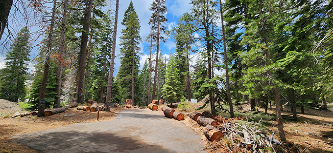 Silver Lake West Campground - cleanup work of hazard trees shows downed trees on the ground cut by
 chainsaw