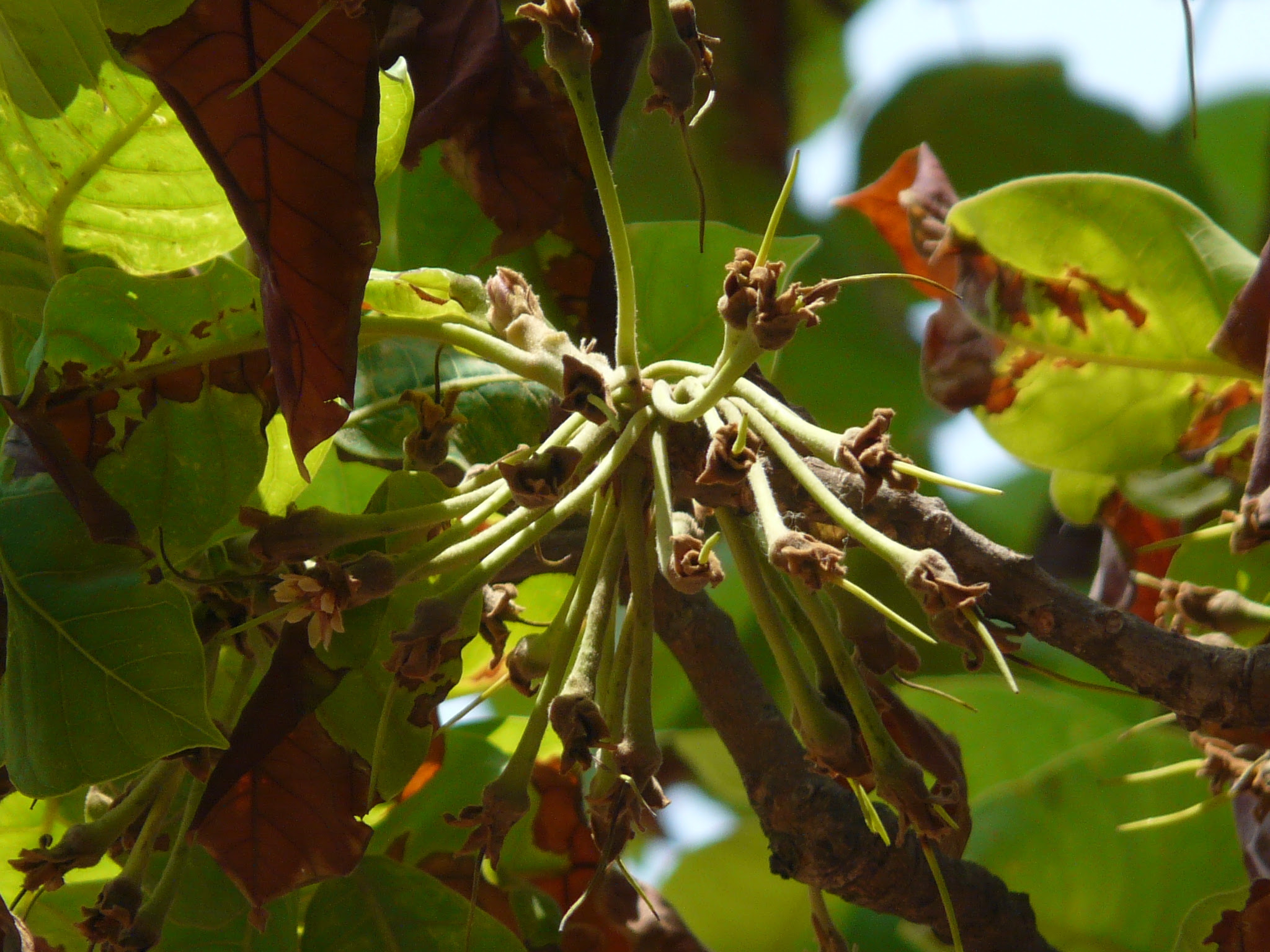 Madhuca longifolia var. latifolia (Roxb.) A.Chev.