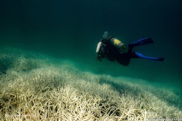 A SCUBA diver with long flippers swimming over a spiny reef that is bleached white.  