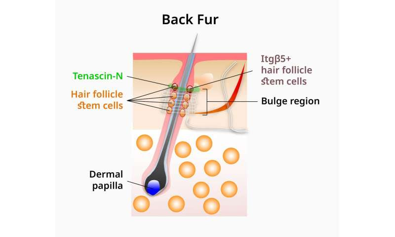 A recipe for regenerating bioengineered hair