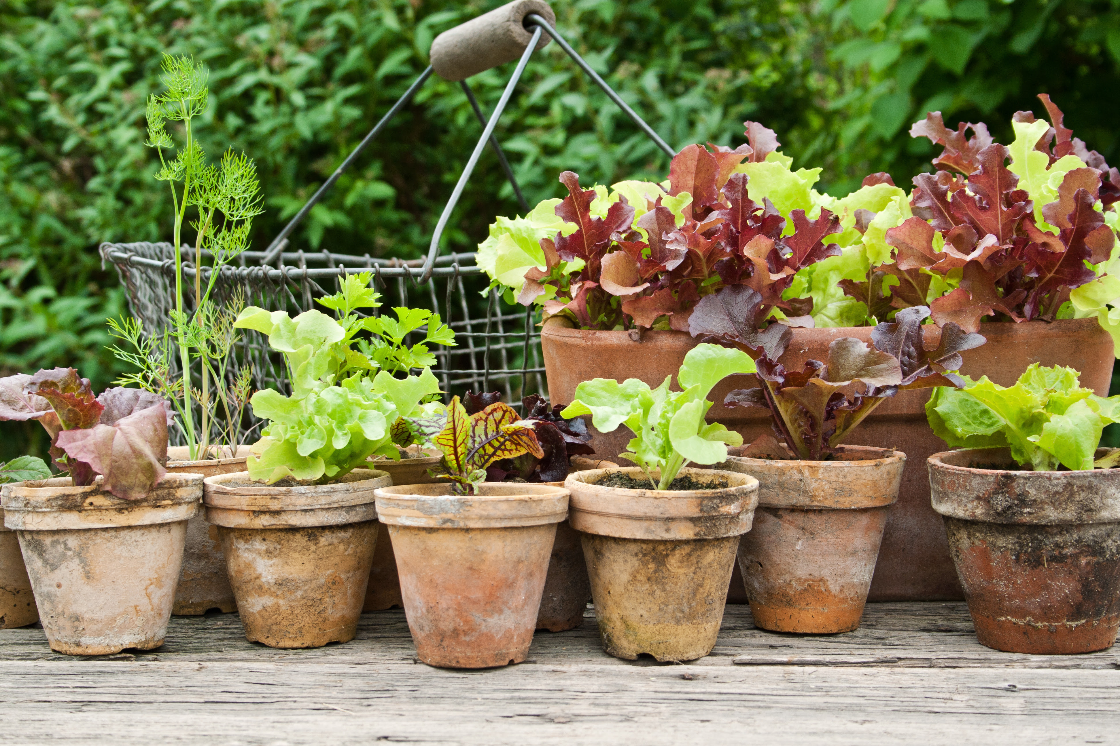 vegetables in pots