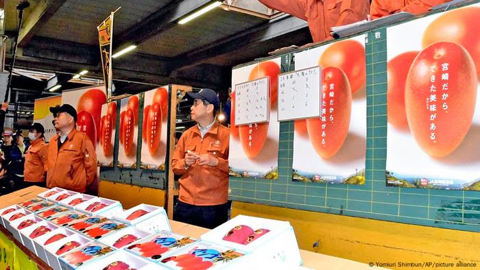 La primera subasta de mango completamente maduro Taiyo no Tamago (huevo de sol) se celebra en el mercado central de la ciudad de Miyazaki, en la prefectura de Miyazaki en 2018.