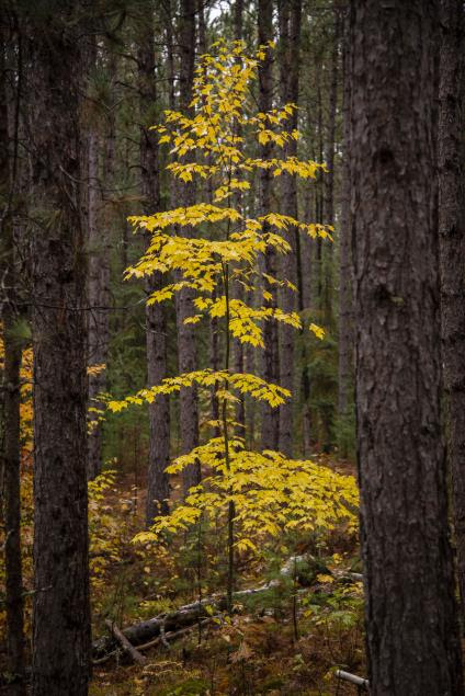 Fall showing at the Norway Beach Recreation area on the Chippewa National Forest. (Forest Service photo)