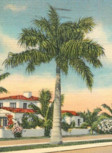 Las Olas palms 1920s