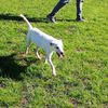 Bianca, piccola e buona labradorina in miniatura 0