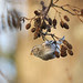 Grote Barmsijs - Mealy Redpoll by Wim Boon Fotografie