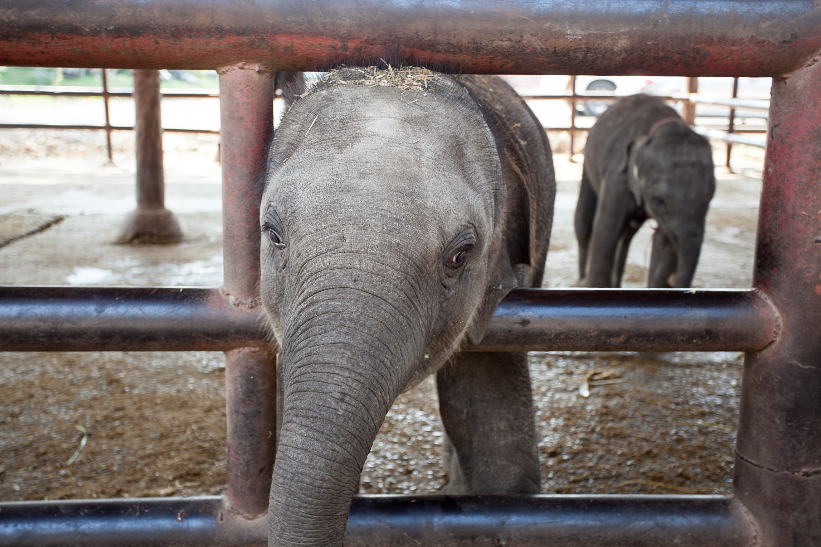 Baby Asian elephant in captivity