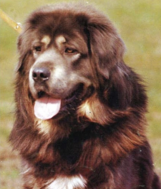 Tü-Bo, arguably the finest Tibetan Mastiff imported into Europe during the breed’s modern reintroduction there, from the cover of the January 1985 Molosser Magazin.