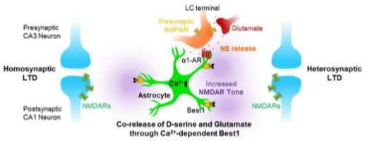 Star cells in the brain render memory flexible