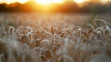 Comercio mundial de cereales se reducirá 2% en la campaña 2021/2022 y 3% en la siguiente por reducción de la oferta de Ucrania
