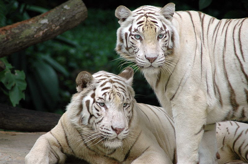 Bestand:Singapore Zoo Tigers.jpg