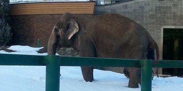 A lone elephant stands in deep snow, captive behind a fence.
