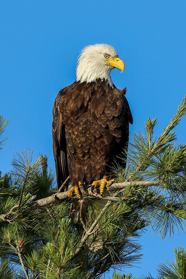 A bald eagle perched on a tree branch.