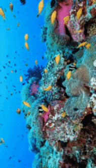 Coral-Fish-under-the-sea-2