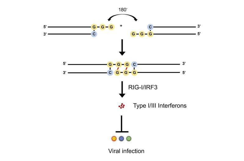 Researchers discover a new type of RNA that inhibits a broad range of viral infections