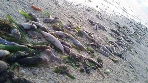Ảnh cá chết trên bờ biển quanh đảo Pag-asa (Thị Tứ). Nguồn: FB Kalayaan ATIN ITO