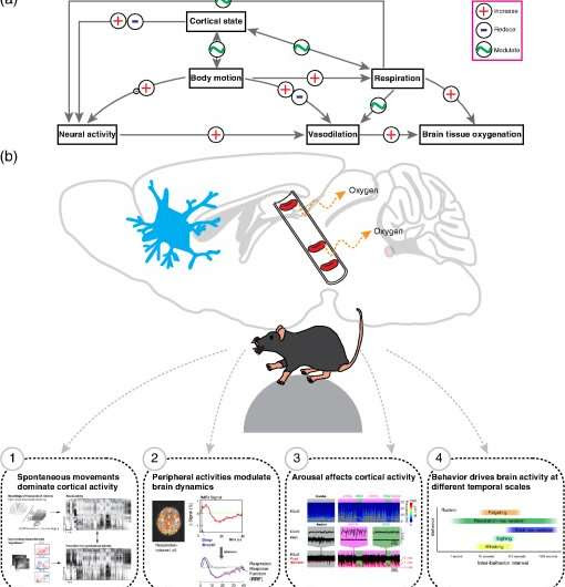 Researchers publish how-to guide for monitoring and analyzing brain activity