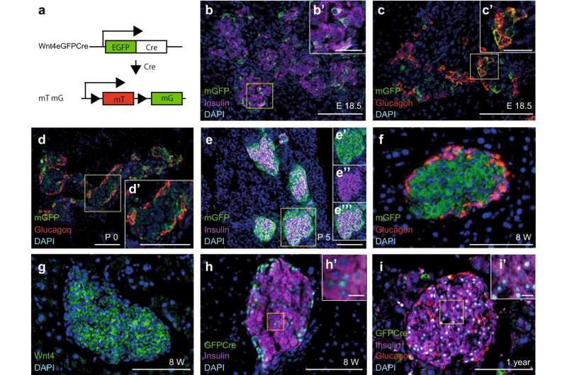 The beta cell whisperer gene