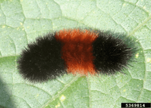 Banded wooly bear caterpillar; Pyrrharctia Isabella larva Whitney Cranshaw; Colorado State University; Bugwood org