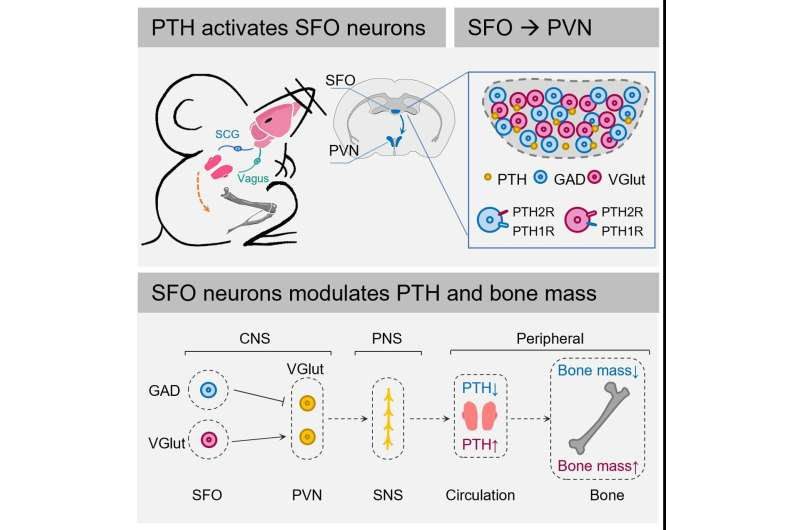 Does hormone mediate talk between brain and bones?