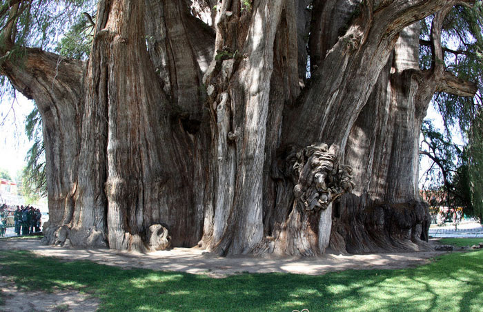 Tree of Tule, over 2000 years old