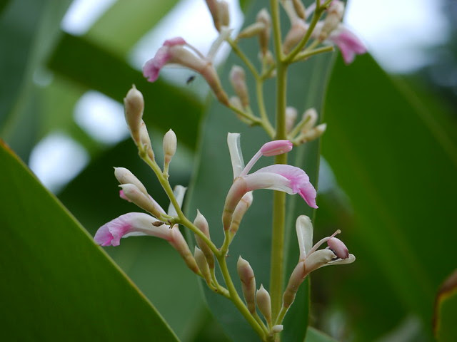 Alpinia galanga (L.) Willd.