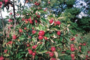 Productive 'Katy'- an early non-keeping apple.