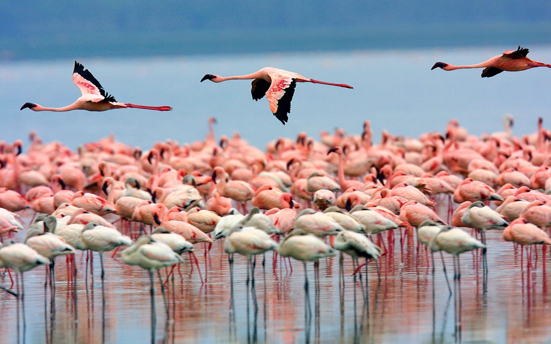 Lake Urmia