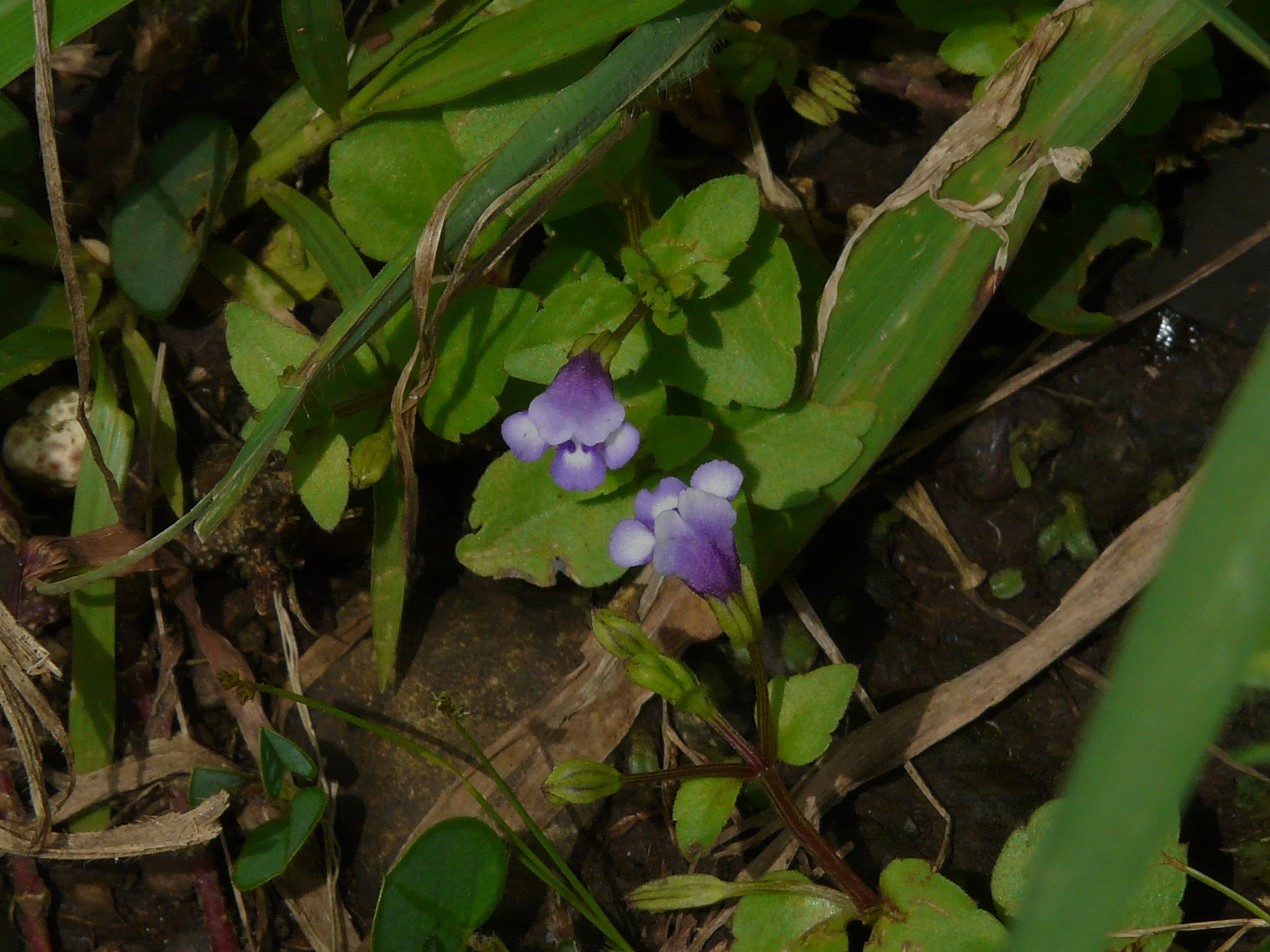 Torenia crustacea (L.) Cham. & Schltdl.