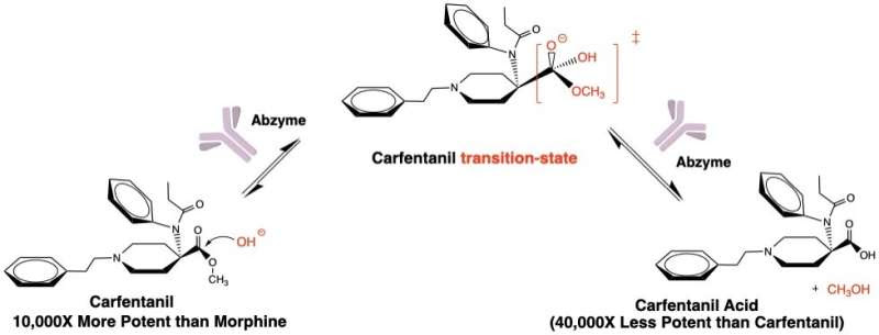 Therapeutic can seek and destroy potent opioid to treat overdoses