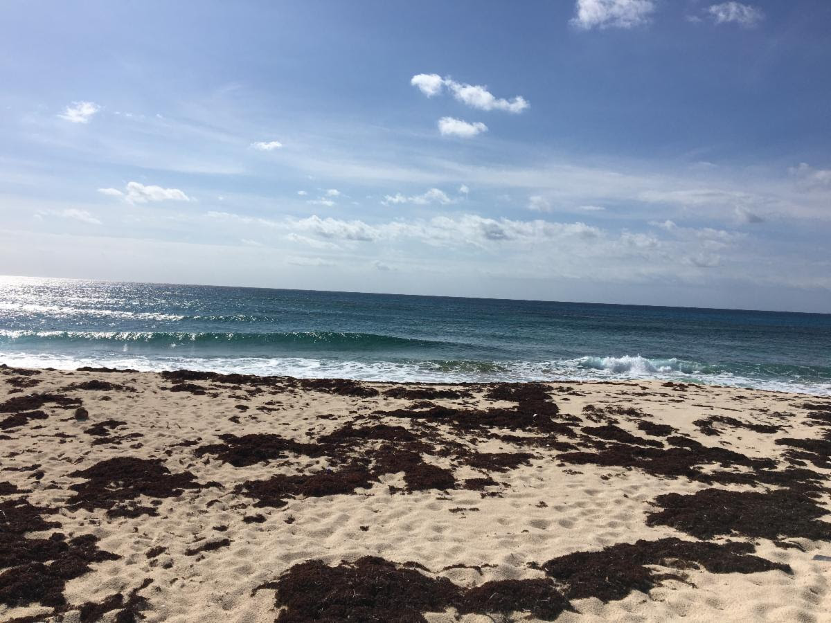 beach with seaweed