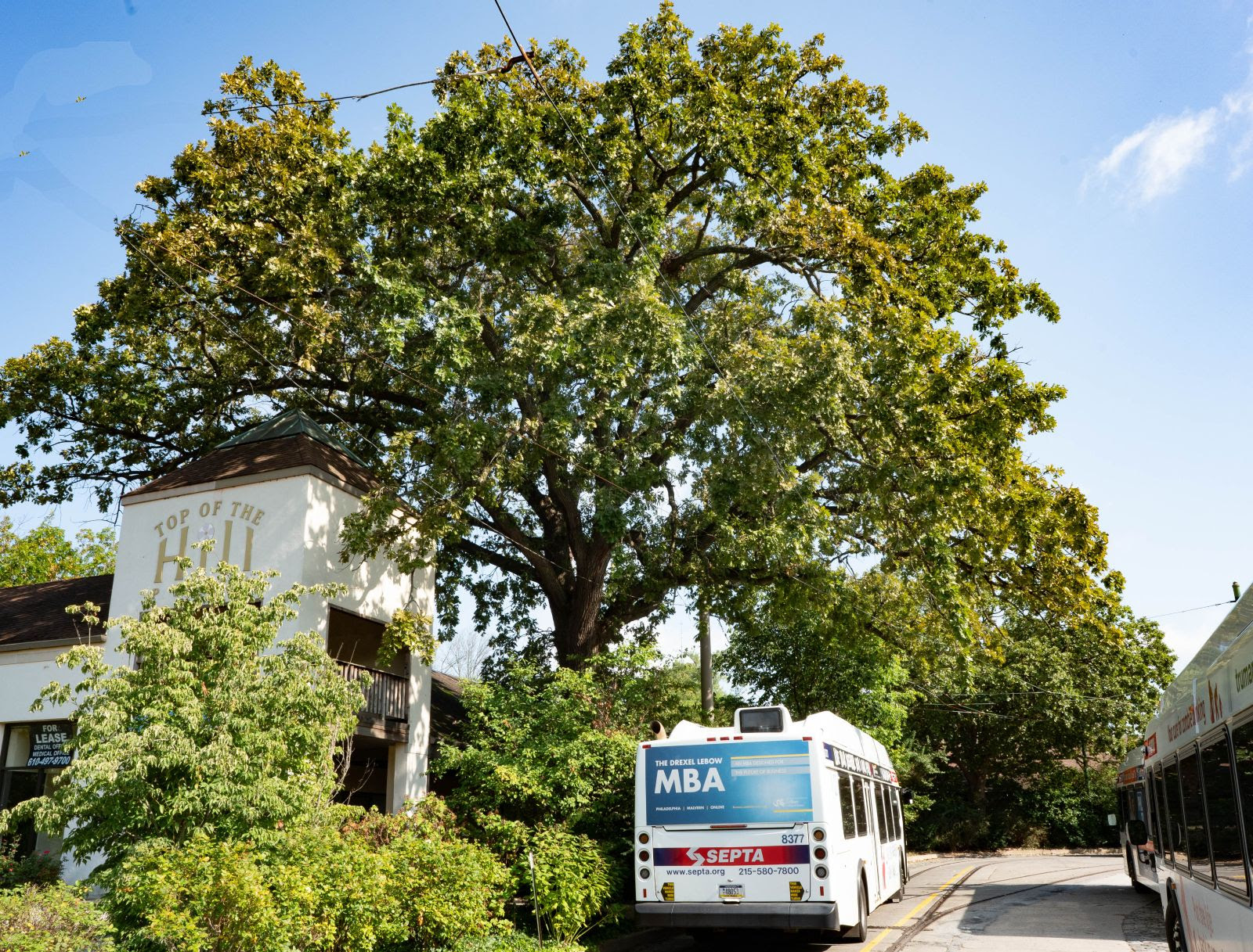 Recent bur oak photo at the Top of the Hill.