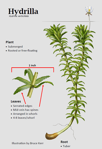 An illustration showing hydrilla's characteristics including serrated leaves, generally in whorls of five, surrounding long stems.