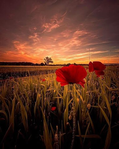 Good-Afternoon-Poppies-2