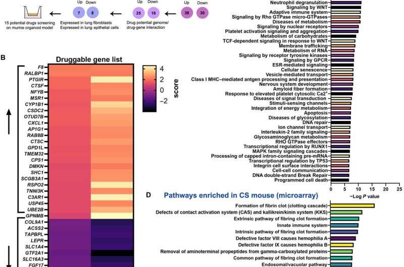 Two drugs show promise in rejuvenating lung epithelial progenitor cells damaged by COPD