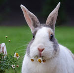 rabbit-eat-flowers