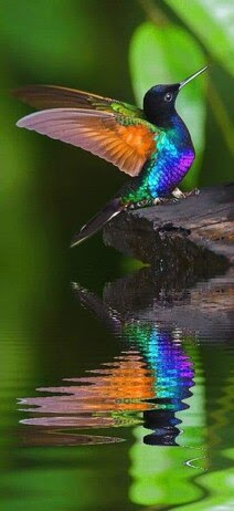 Hummingbird-Reflection