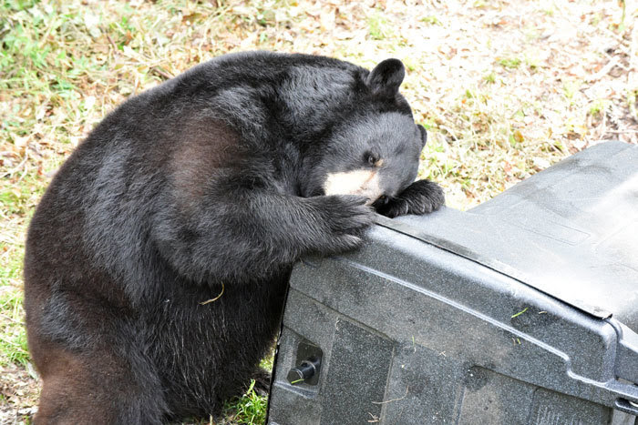 bear trying to get into garbage bear trying to get into garbage
