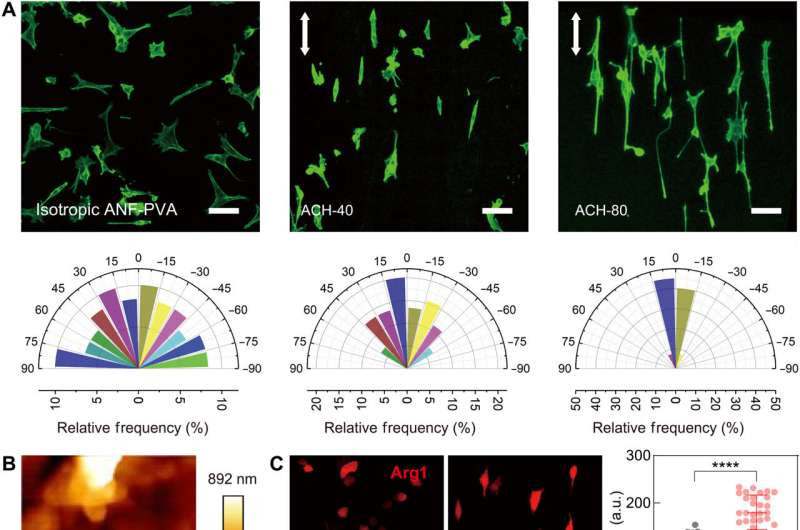 Tissue Engineering - developing bioinspired multi-functional tendon-mimetic hydrogels