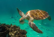 Turtle