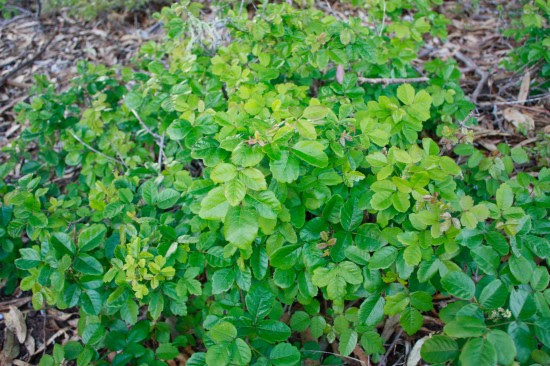 poison oak shrub green leaves