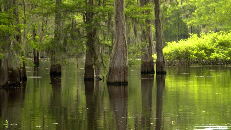 Les marécages du delta du fleuve Mississippi sont peuplés d'alligators... et de Cajuns.