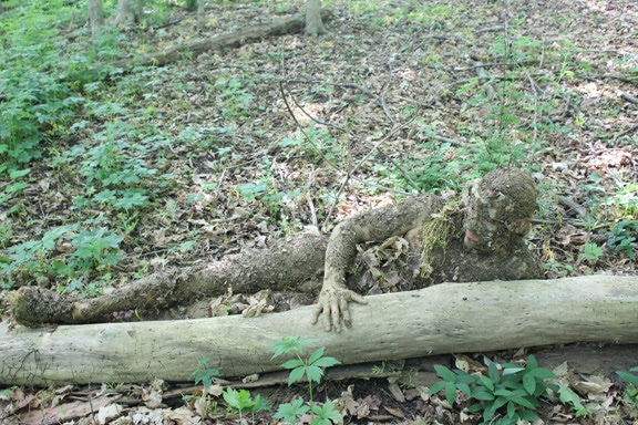 natural forest camouflage log