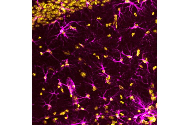 Astrocyte networks in the mouse brain control spatial learning and memory